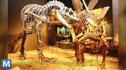 Scientists Peg DNA Decay Rates, Quash Jurassic Park Hopes