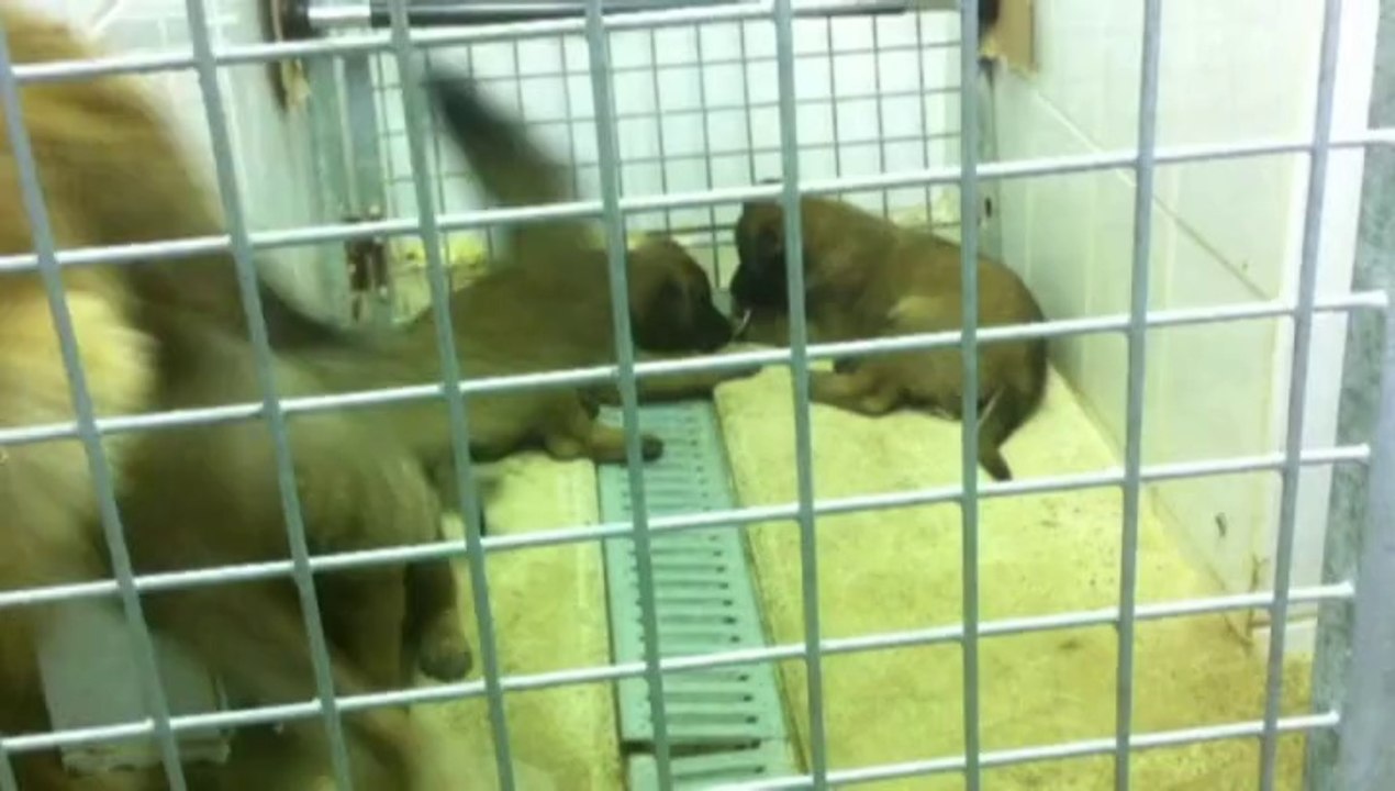 Malinois de l'elevage Des Derniers Centurions à Arthez d'Armagnac dans les Landes