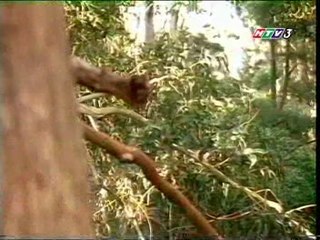 Những Cuộc Phiêu Lưu Của Sinbad -Tập  29 (The Adventures of Sinbad)