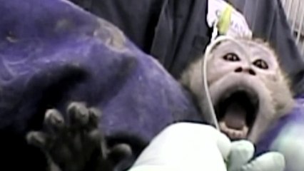 Teaser du film A.L.F. (Animal Liberation Front)