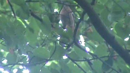 Le pinson des arbres Plab