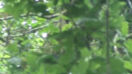 Mésange noire Plabennec