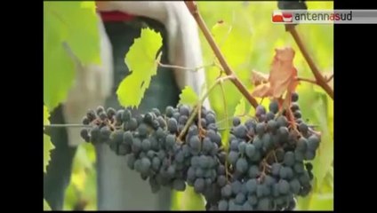 TG 29.07.14 Corato, scoperta maxi evasione fiscale imprese vitivinicole