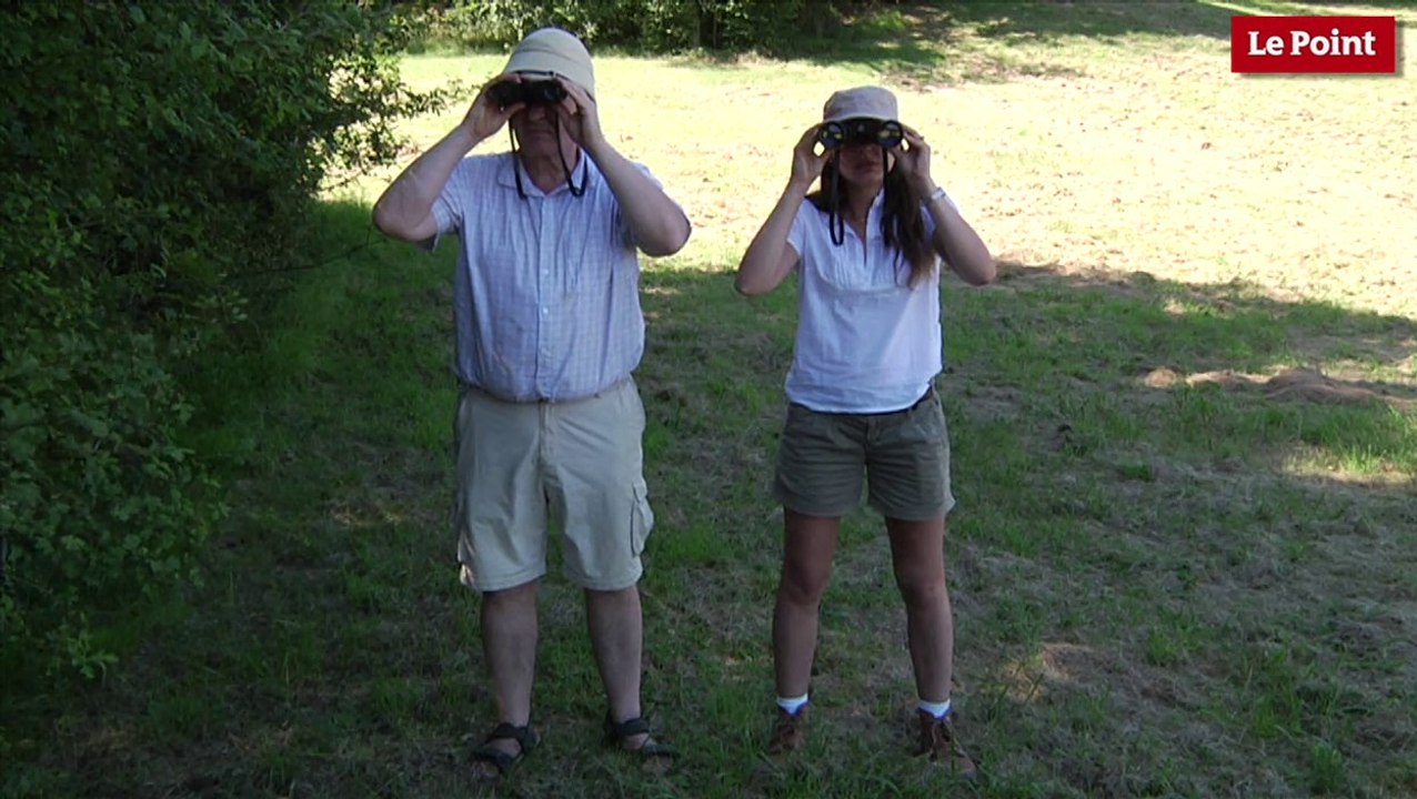 Nos amies les bêtes de sexe : Le porc-épic