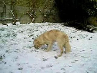 golden retriever jouent dans la neige
