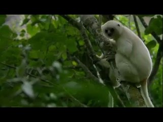 İpeksi Sifaka Lemurları