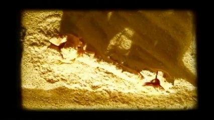 Guruçá - Luis Sartori do Vale