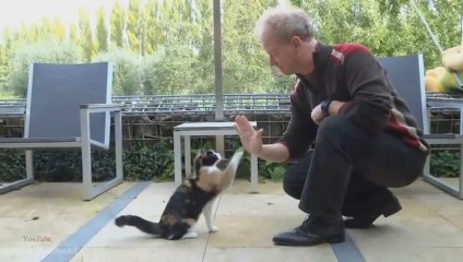 Cats Giving High Fives Compilation 2013