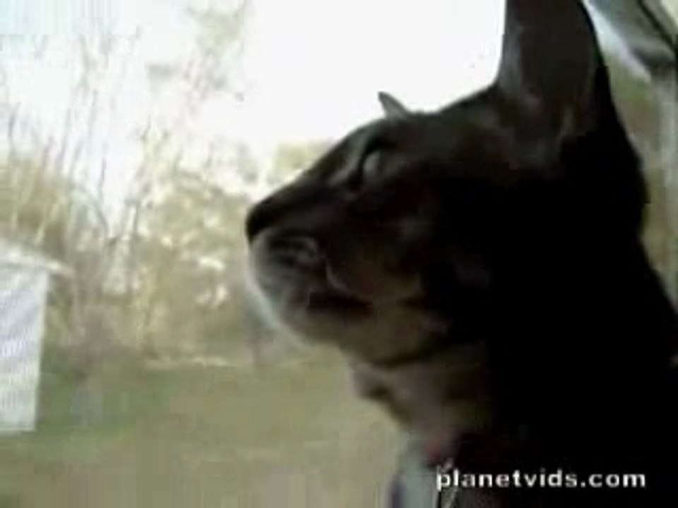 Barking cat