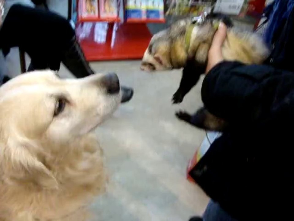 CHARIOTS DU BONHEUR 8 DECEMBRE 2012 MAXIZOO SARCELLES PARTIE 3