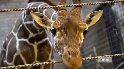 Un girafon au danemark s'est fait trucider en public