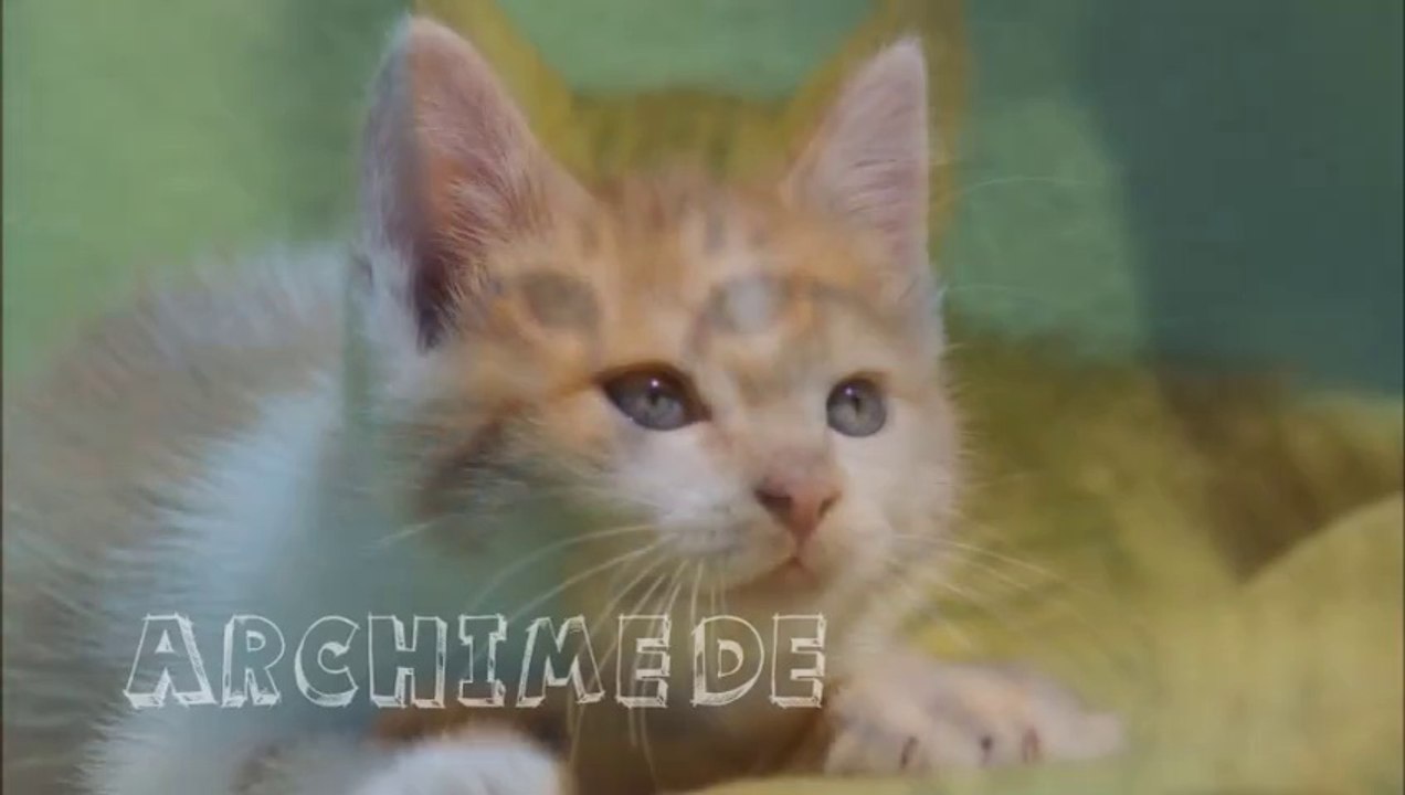 Chatons à l'adoption Ecole du Chat de Quiberon Juillet 2014