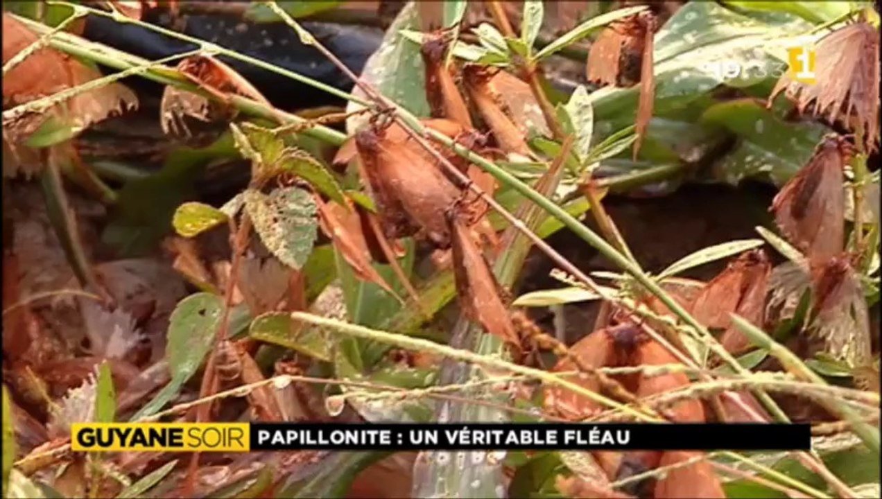 Lutter contre la papillonite