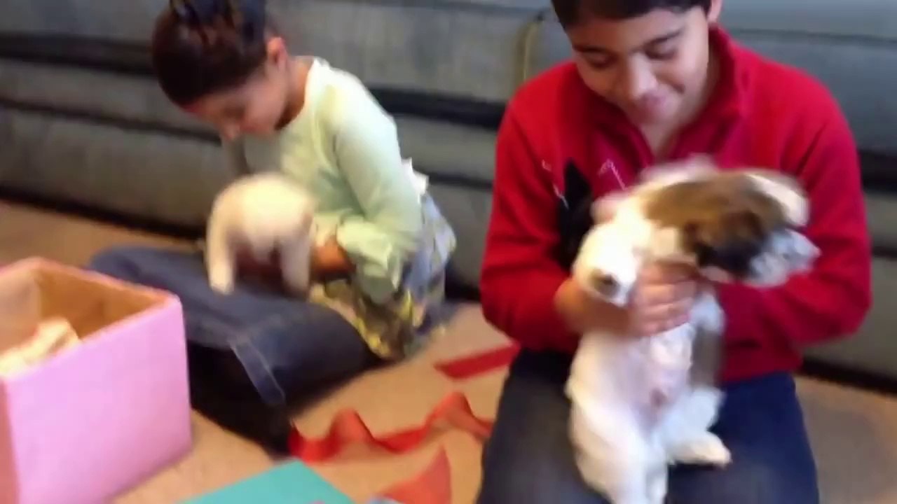 Puppies for Christmas