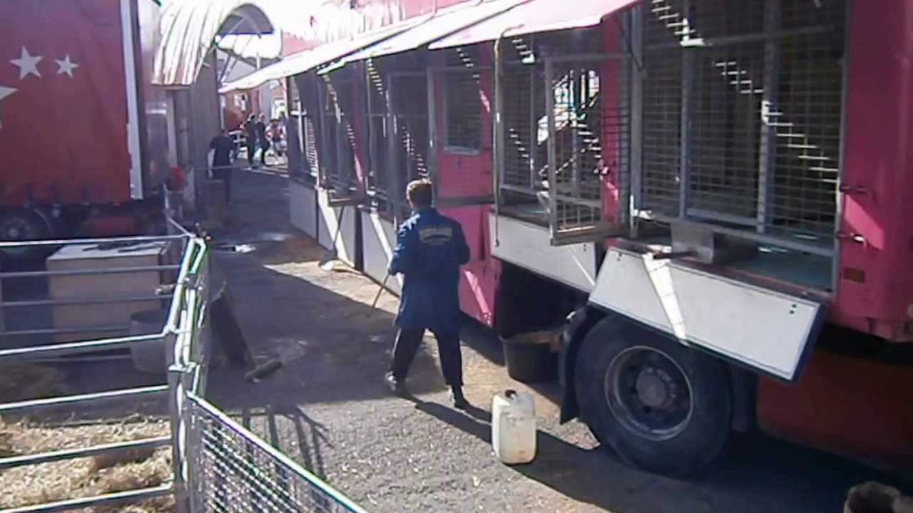 Cirque Medrano martyrise les tigres