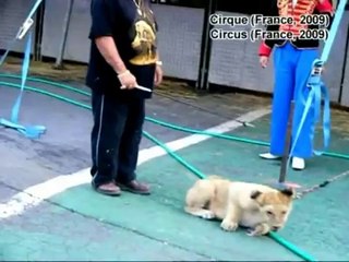 Dans les coulisses d'un cirque