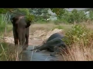 Deux elephantes se retrouvent apres 20 ans de separation!