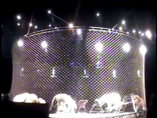 Elephant Cruelty-Ringling Bros Exposed