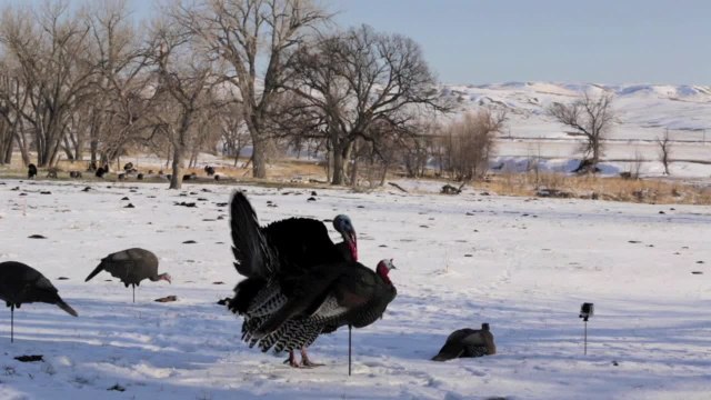 Hunting With D-Cap Broadheads