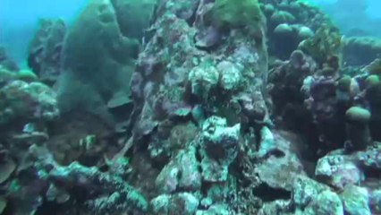 Mantis & shrimp data rate 900