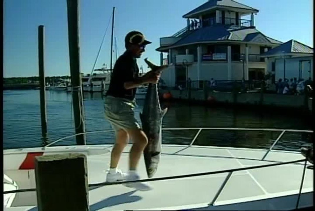 Fish Facts Kingfish