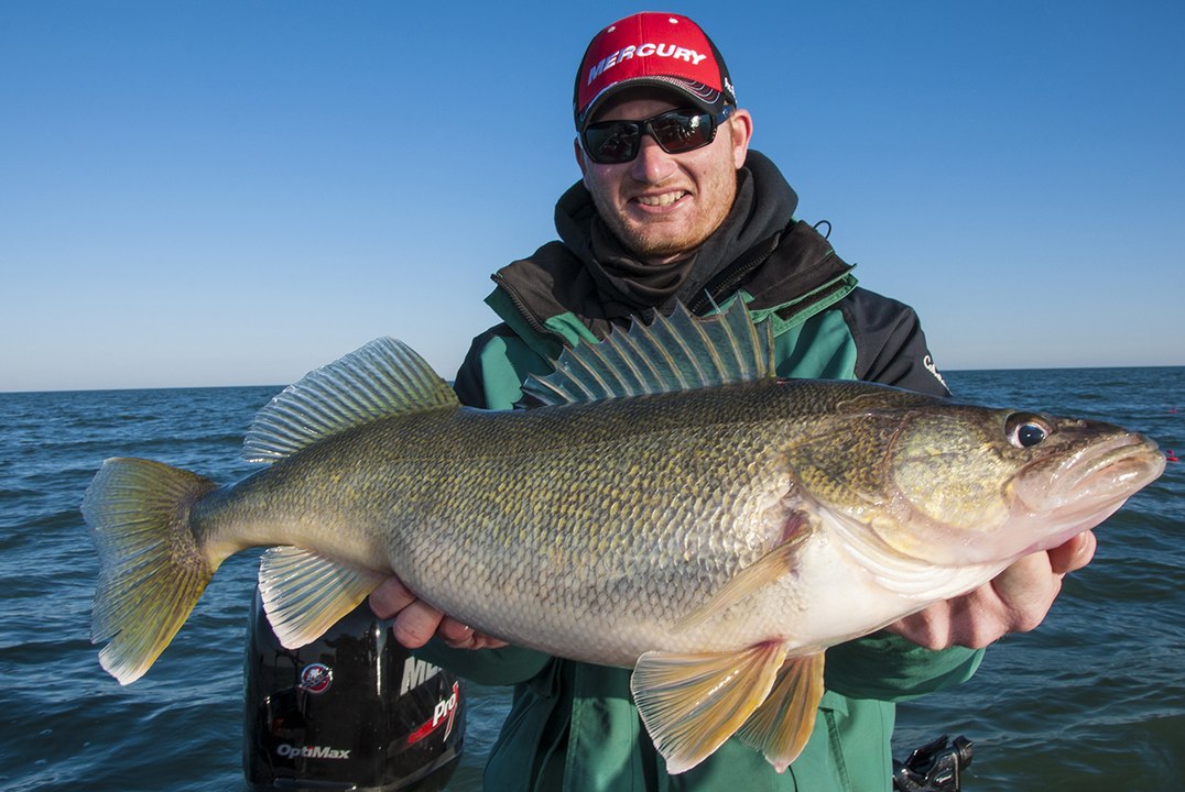 Hook Shots: Insane Ohio Walleye Action