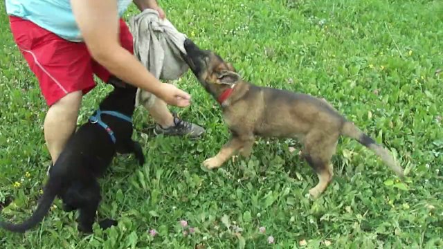 Petit moment de détente avec les chiots