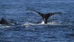 Drone Captures Humpback Whales Breaching at Dana Point