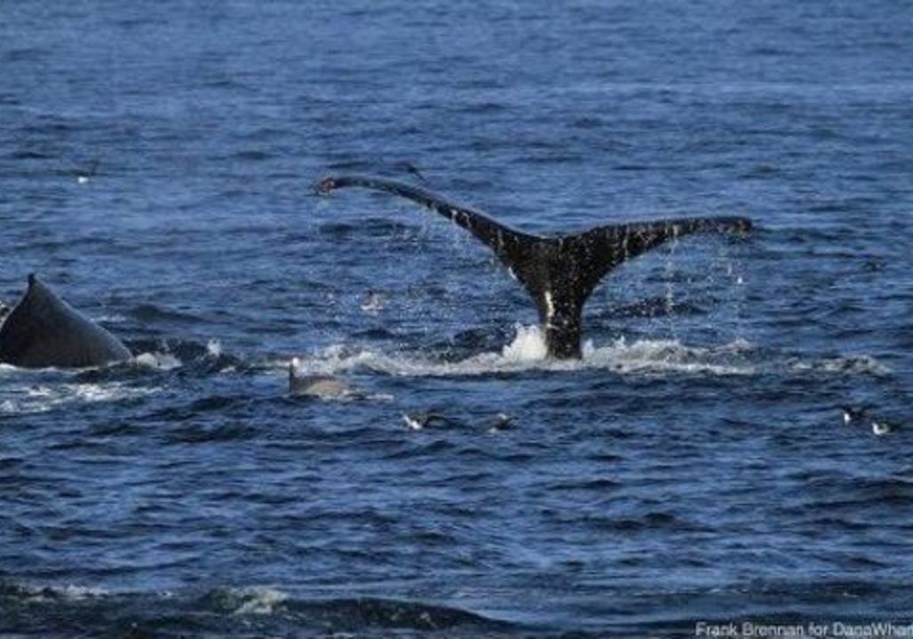 Drone Captures Humpback Whales Breaching at Dana Point