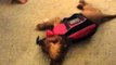 Puppy Struggles to Stand in New Lifejacket