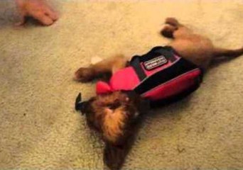 Puppy Struggles to Stand in New Lifejacket