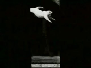 Falling Cat (1890) - World's 1st Cat Video - Etienne-Jules Marey