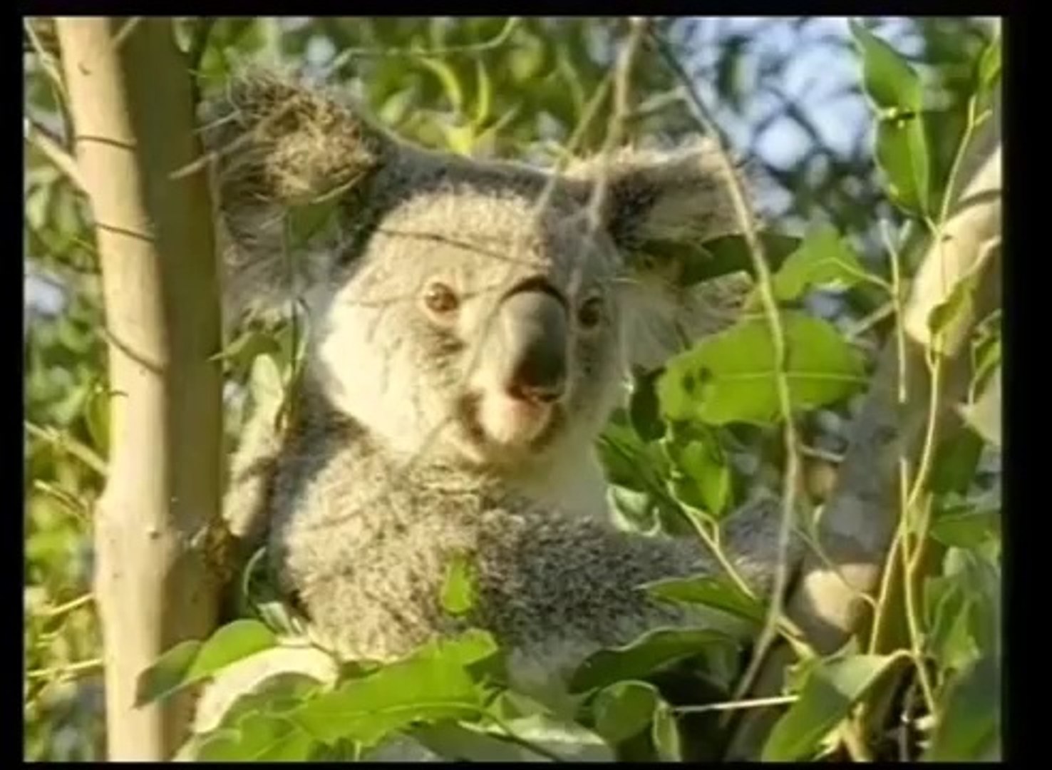 ⁣KOALA