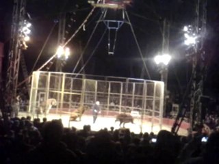la maltraitance dans les cirques