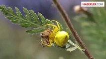Katil sarı yengeç örümceği -