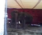 Les malheureuses éléphantes du cirque medrano