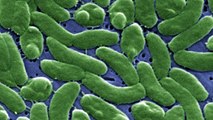 Flesh-Eating Saltwater Bacteria Has Now Killed 10 People