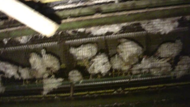 Alsace Œuf - Elevage en batterie à Kingersheim (HD)