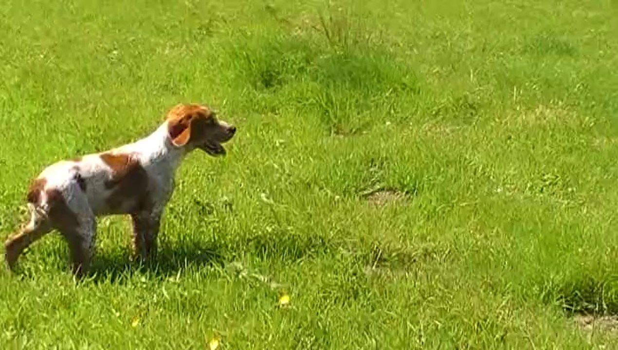 Jipsie arrêt caille 5,5 mois