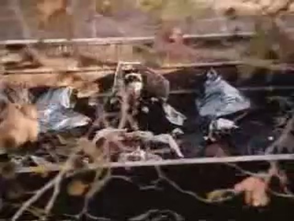 Better Off Dead 1985 Trailer