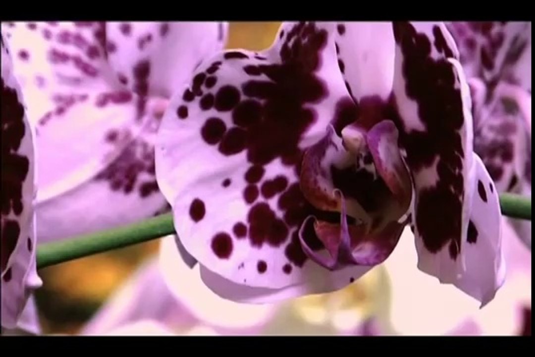 PURPLE (trailer)