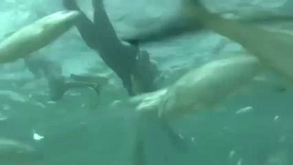 El Arbol de las Fresas - Trailer