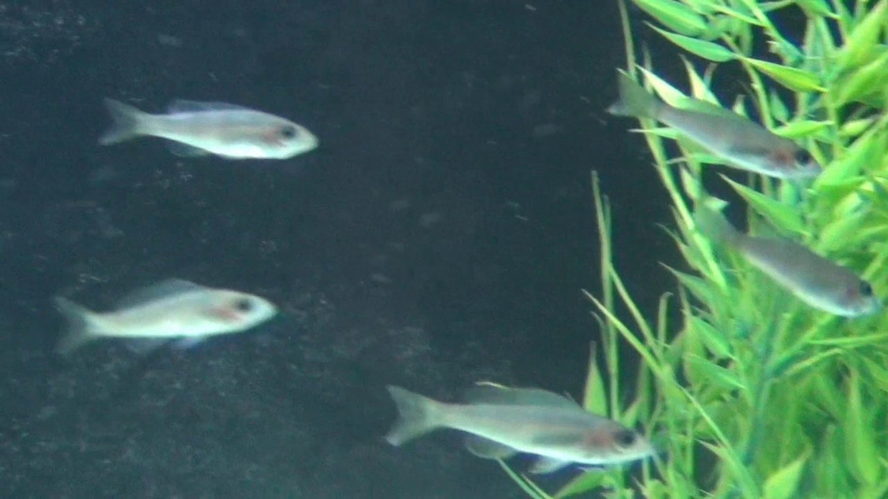 2014-07-28 - Poissons du Tanganyika