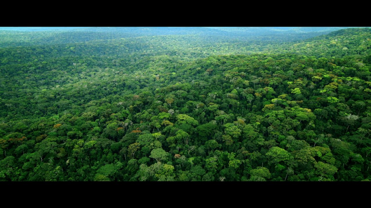 Bande-annonce : Il Etait une Forêt - VF