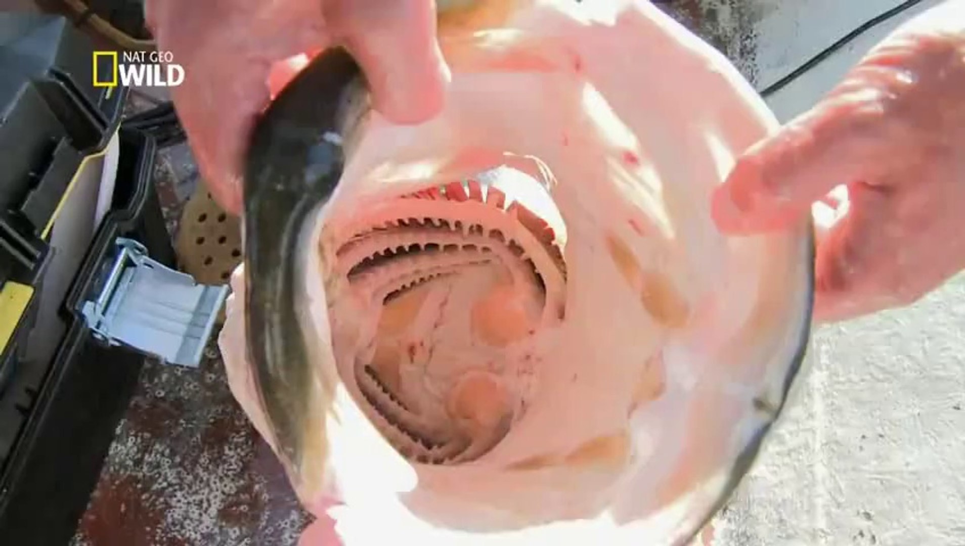 O Mestre da Pesca - 1ª Temp. Ep.3 - Perca do Nilo, image size:1908x1080