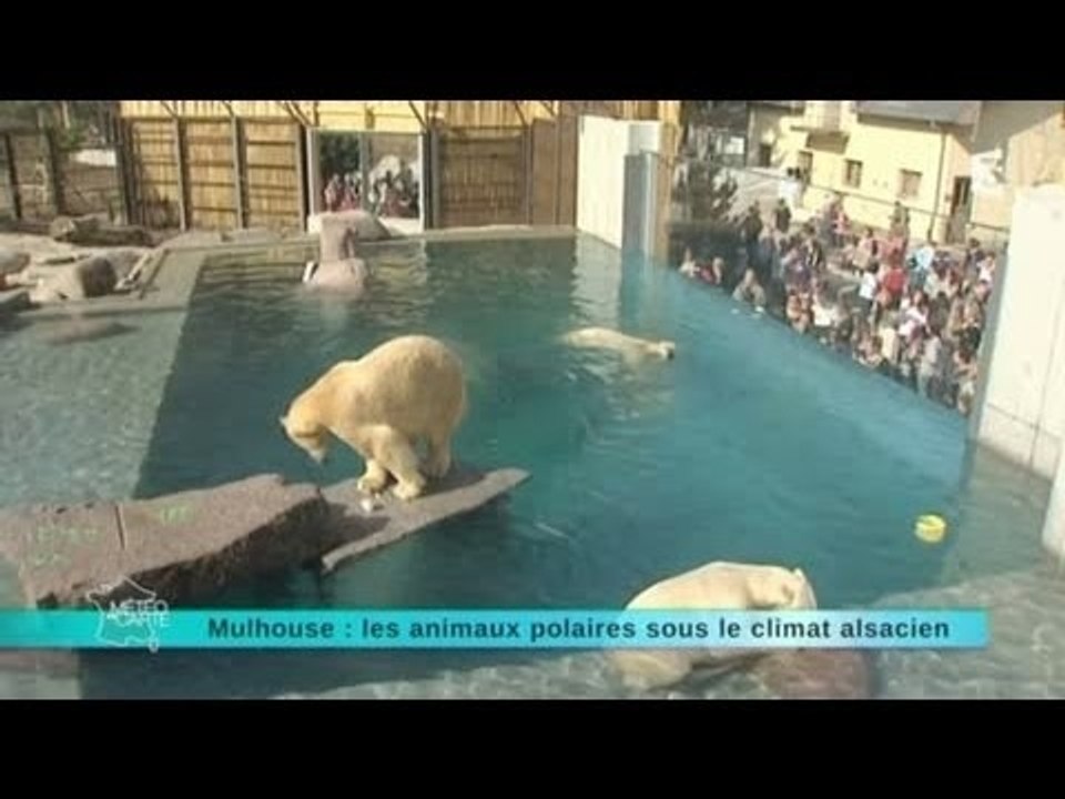 Zoo de Mulhouse : Les animaux polaires sous le climat alsacien
