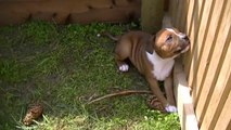 52ème vidéo de la 16ème portée staffie de Staffordland