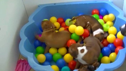 54ème vidéo de la 16ème portée staffie de Staffordland