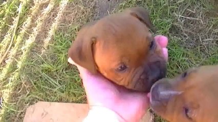 55ème vidéo de la 16ème portée staffie de Staffordland