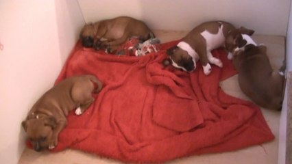 56ème vidéo de la 16ème portée staffie de Staffordland